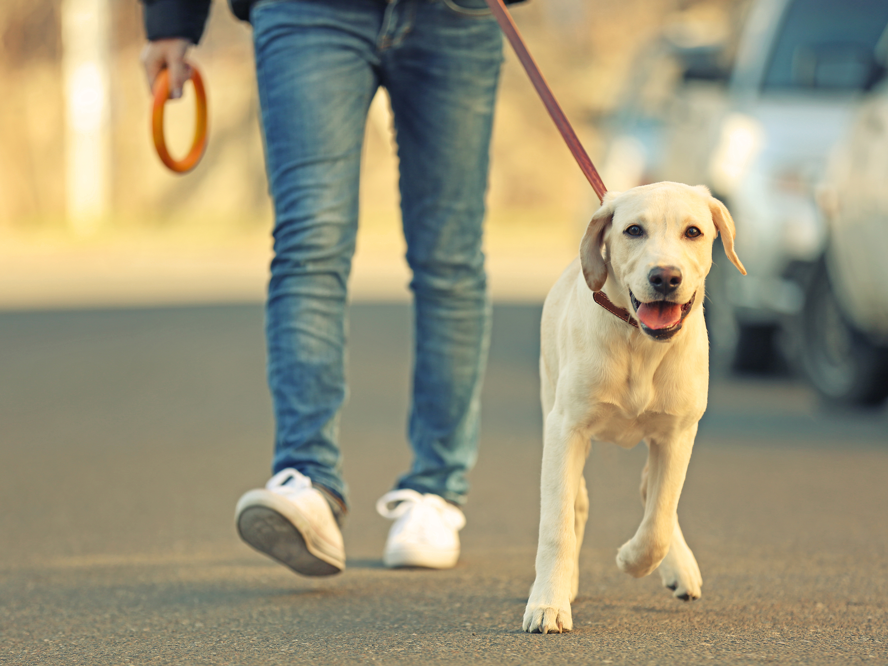 The walking pet. Прогулка с собакой. Гулять с собакой. Выгуливать собаку. Собачка на прогулке.