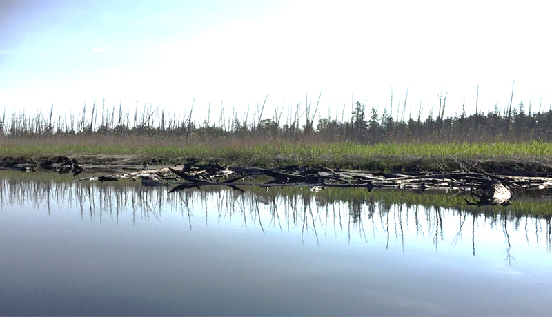 "Ghost Forests" Expanding Along Northeast U.S. Coast - Vimarsana News