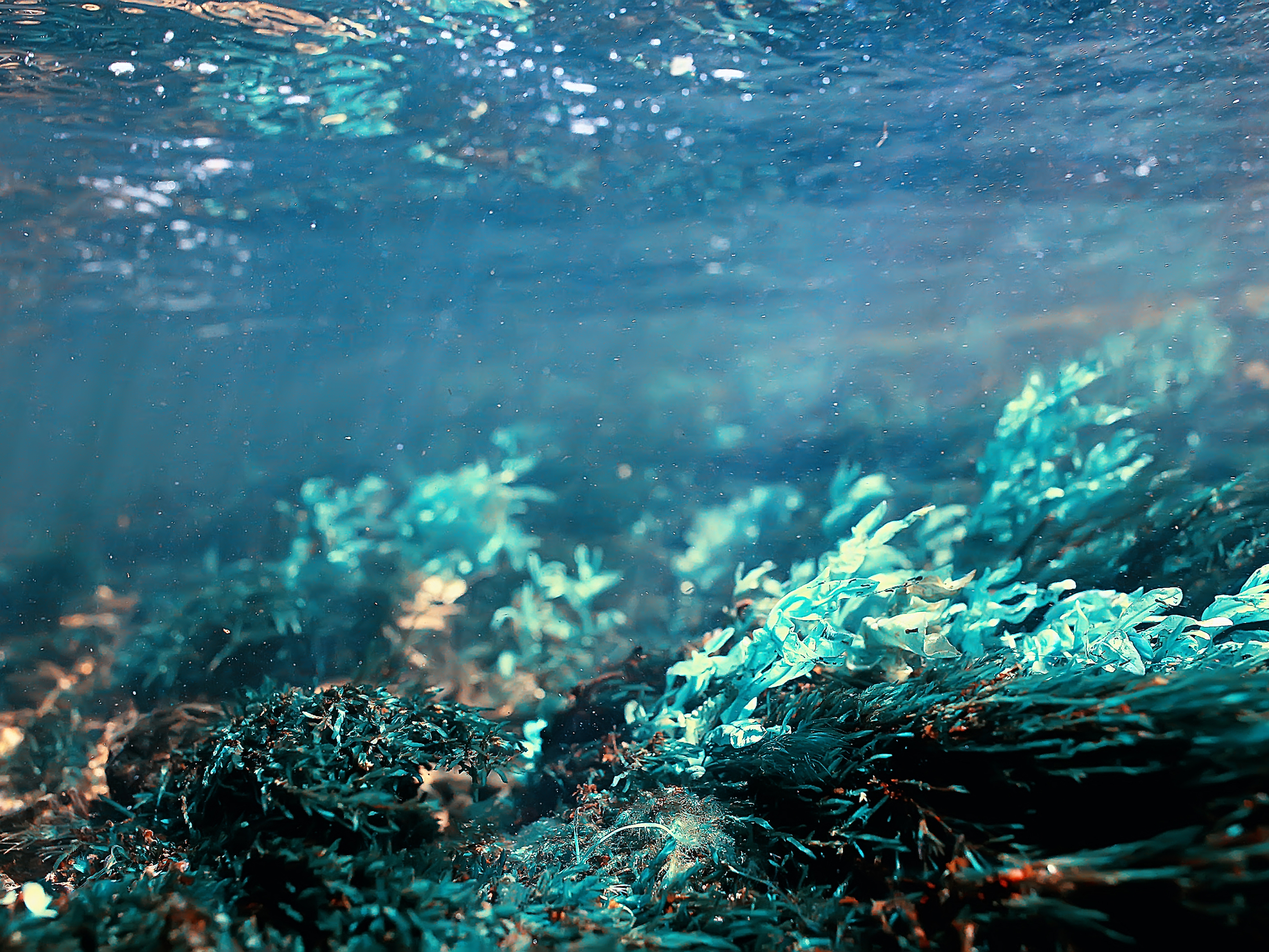 Nuclear War Would Rewire the Physical, Biological and Ecological States of Oceans - Vimarsana News