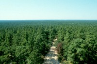 pines