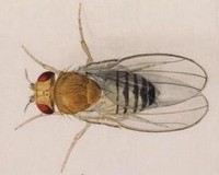 Drosophila melanogaster