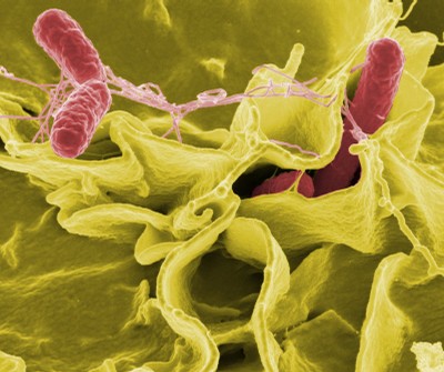 Salmonella Saintpaul