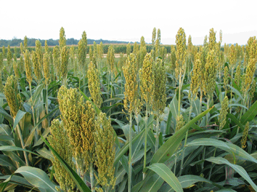 Bicolor Sorghum