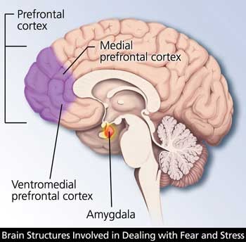 amygdala prefrontal cortex