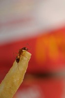 more ants