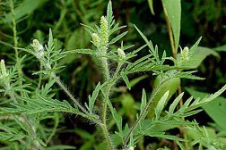 Ragweed