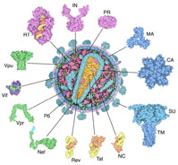 Structural Biology of HIV