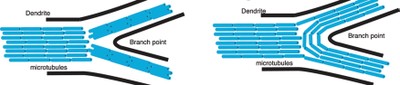 microtubules2