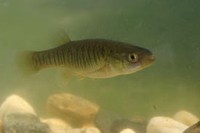 mummichog