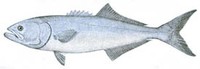 bluefish