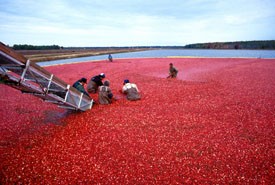 Cranberry harvest