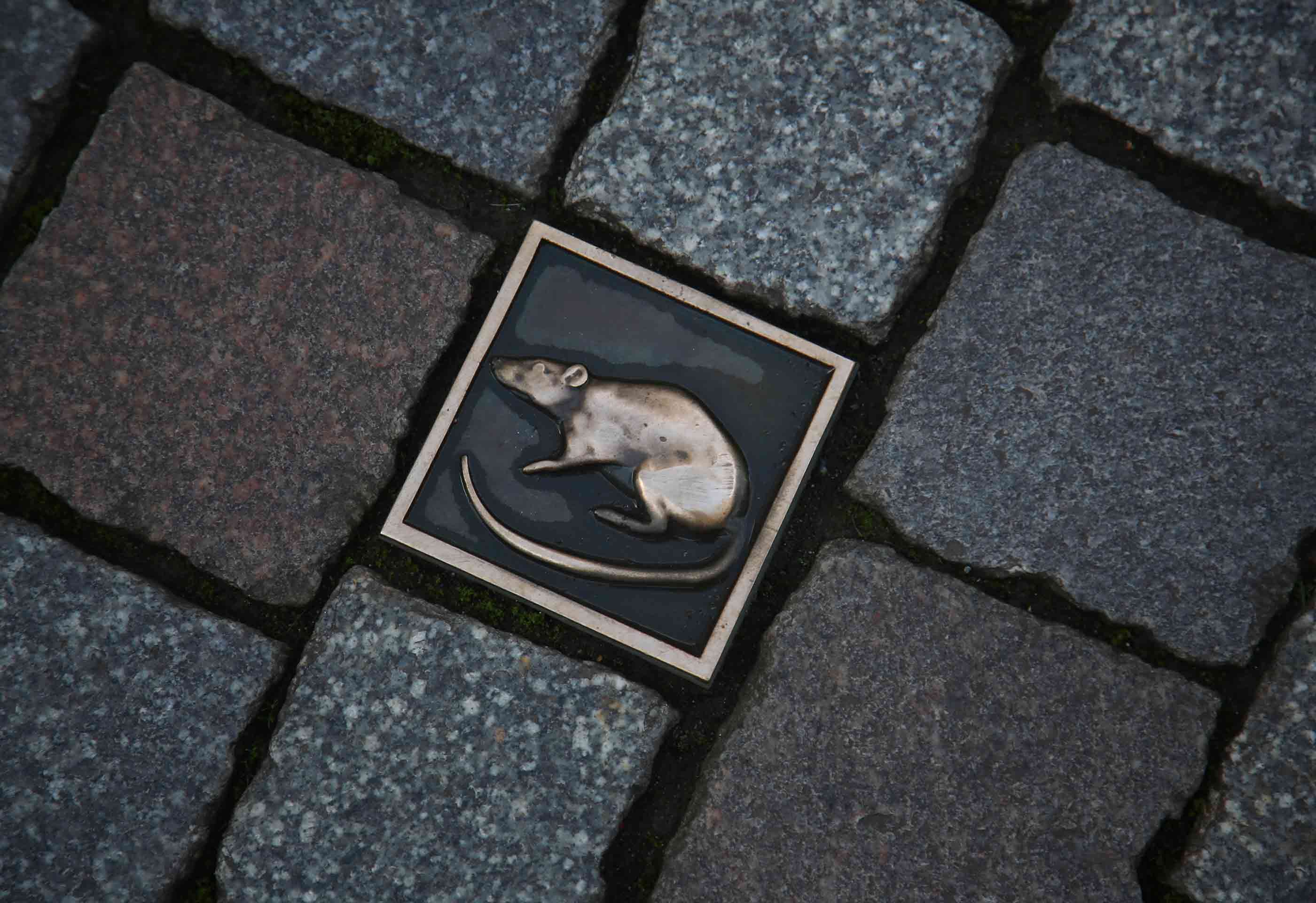 Urban Rodents May Be Evolving Against Common Poisons