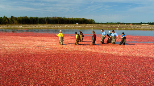 Cranberry Harvest