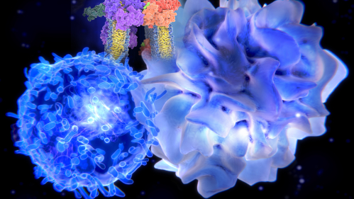 a T-lymphocyte interacts with a dendritic cell