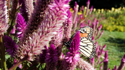 Rutgers Gardens