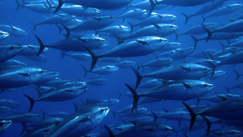 Bluefin tuna