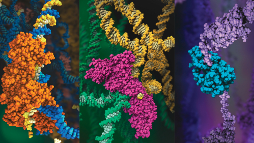 These three images model the molecular structures of three enzymes that play critical roles in the life cycle of the human immunodeficiency virus (HIV).