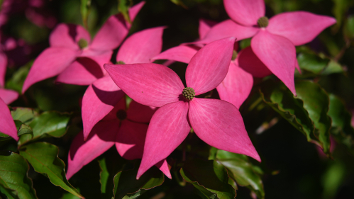 Scarlet Fire® Dogwood 