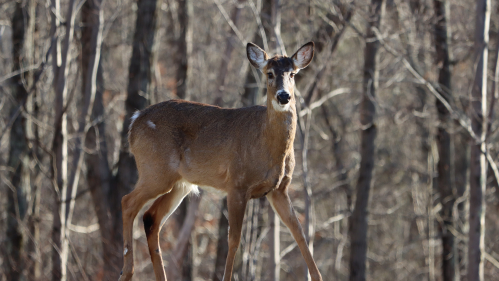 whitetailed deer