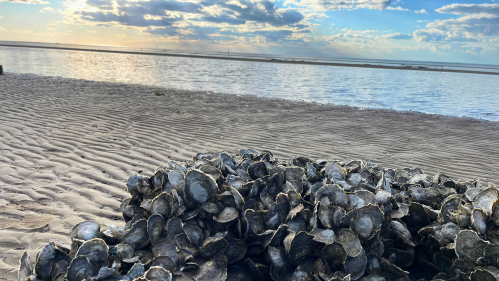 A cluster of oysters growing on a sandy shoreline.