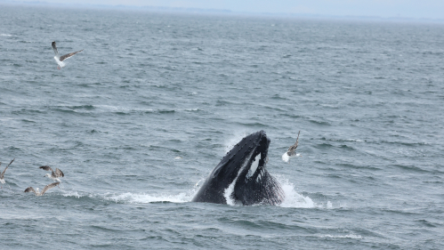 humpback whale