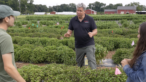 Jim Simon in the basil field teaching students