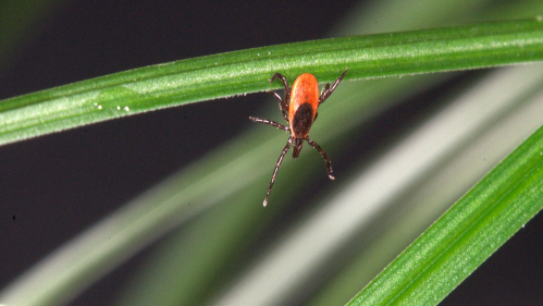 blacklegged tick