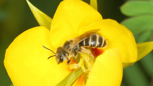 Bee photo