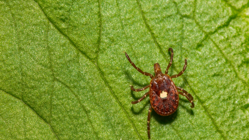 Tick