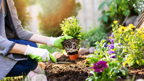 A kneeling woman is planting a flowering plant in a garden.