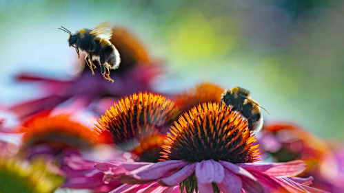 One bee hovering over a purple coneflower with another bee nestled on top of one.