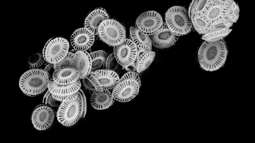 Microscope image of marine algae, coccoliths