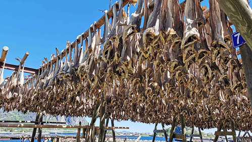 Drying codfish in Norway