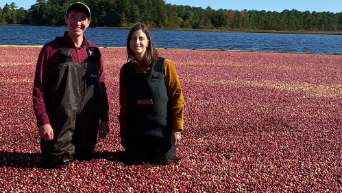 Jeff Neyhart, research geneticist with USDA-ARS, left, and Gina Sideli, Rutgers breeder, in the cranberry bog in Chatsworth, NJ.