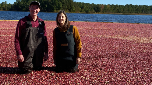 Jeff Neyhart, research geneticist with USDA-ARS, left, and Gina Sideli, Rutgers breeder, in the cranberry bog in Chatsworth, NJ.