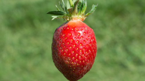 Rutgers D'Light Strawberry