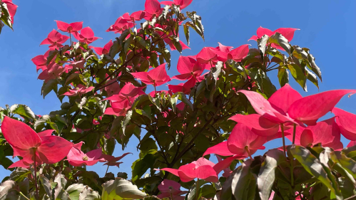 Bright pink dogwood blooms with blue sky above