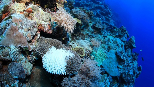 A Rutgers researcher who has been recognized for trying to save dying coral reefs will examine their genetic makeup to try to pinpoint the genes involved in coral bleaching caused by climate change.