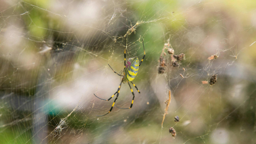 Joro spider spins a web