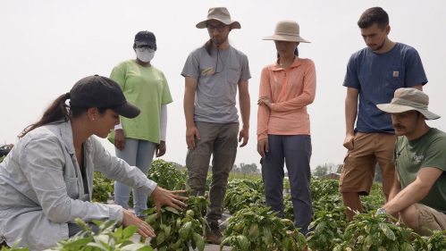 Students doing basil research in a field