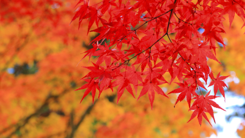 Red fall leaves 