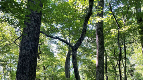 a canopy of trees in Mettler's Woods