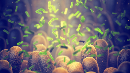 Bacteria in the gut