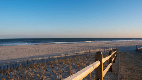 Seagrass plantings on the Atlantic Ocean