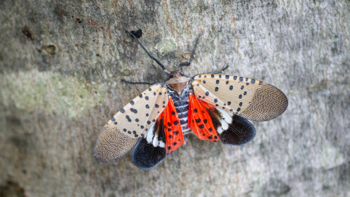 spotted lanternfly