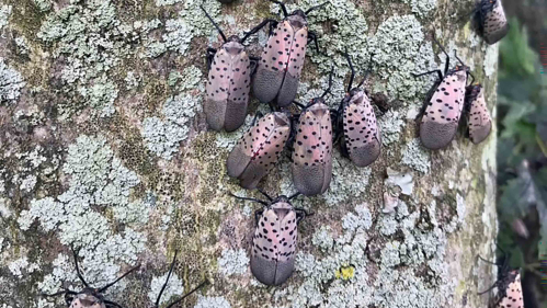 Natural predators, weather extremes and habitat may have caused population shifts in spotted lanternflies this season.