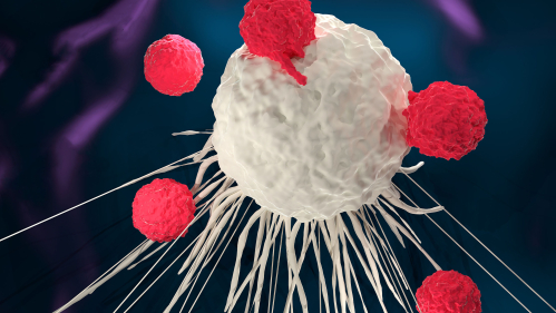 t cells attack disease