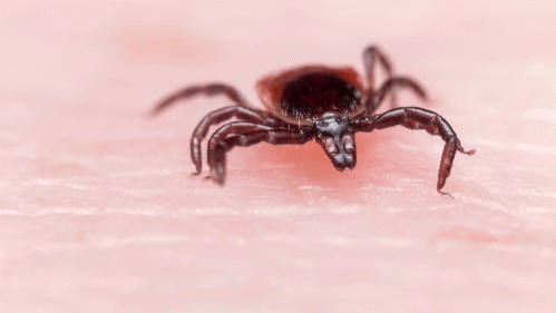 tick lyme