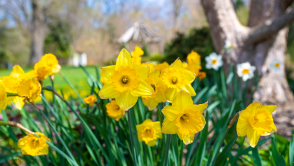 Flowers in Rutgers Gardens