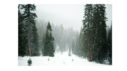 Cold environment with snowy ground and pine trees